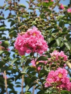 Roze Lagerstroemia Als Boom (Lagerstroemia Indica) -Tuinplanten Winkel lagerstroemia indica roze 8