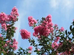 Roze Lagerstroemia Als Boom (Lagerstroemia Indica) -Tuinplanten Winkel lagerstroemia indica roze 9