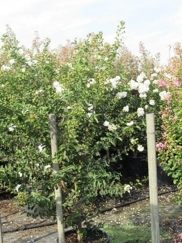 Lagerstroemia Wit (Lagerstroemia Indica) 9 Lagerstroemia Wit (Lagerstroemia Indica) - Afbeelding 7