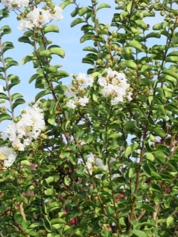 Lagerstroemia Wit (Lagerstroemia Indica) 10 Lagerstroemia Wit (Lagerstroemia Indica) - Afbeelding 8