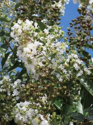 Lagerstroemia Wit (Lagerstroemia Indica) 11 Lagerstroemia Wit (Lagerstroemia Indica) - Afbeelding 9