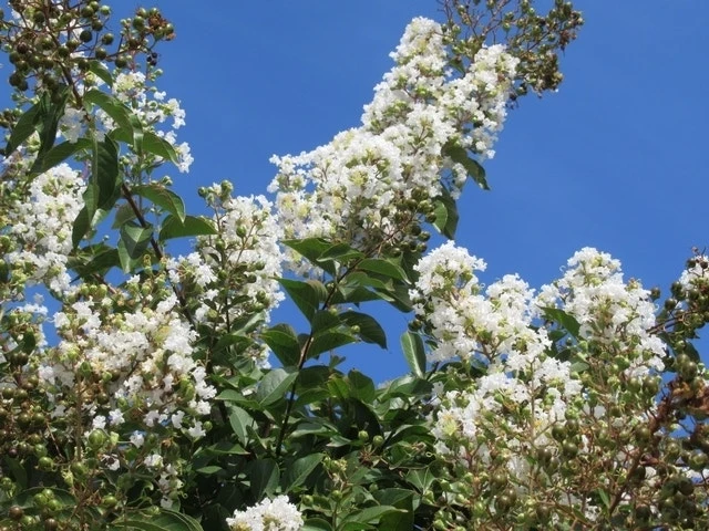 Lagerstroemia Wit (Lagerstroemia Indica) 12 Lagerstroemia Wit (Lagerstroemia Indica) - Afbeelding 10