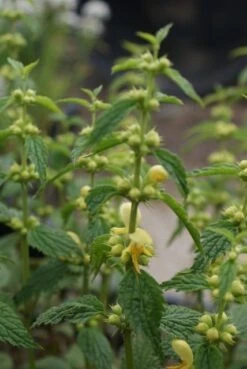 Gele Dovenetel (Lamiastrum Galeobdolon) -Tuinplanten Winkel lamiastrum galeobdolon