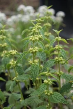 Gele Dovenetel (Lamiastrum Galeobdolon) -Tuinplanten Winkel lamiastrum galeobdolon 3