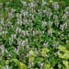 Dovenetel (Lamium Maculatum) -Tuinplanten Winkel lamium maculatum