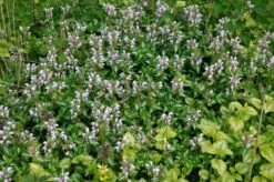 Dovenetel (Lamium Maculatum)