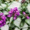 Dovenetel (Lamium Maculatum 'Purple Dragon') -Tuinplanten Winkel lamium maculatum purple dragon