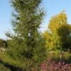 Larix Als Boom (Larix Kaempf. 'Stiff Weeping' F) -Tuinplanten Winkel larix kaempferi 1