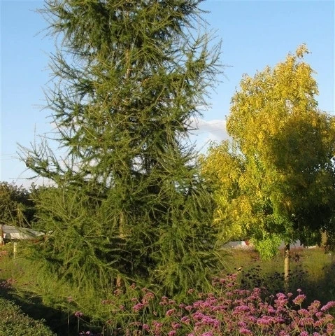 Larix Als Boom (Larix Kaempf. 'Stiff Weeping' F) 3 Larix Als Boom (Larix Kaempf. 'Stiff Weeping' F)