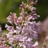 Sering (Syringa Villosae 'lark Song') -Tuinplanten Winkel lark song