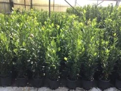 Echte Laurier (Laurus Nobilis) -Tuinplanten Winkel laurus nobilis