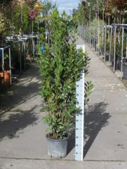 Echte Laurier (Laurus Nobilis) -Tuinplanten Winkel laurus nobilis 100 125 c10
