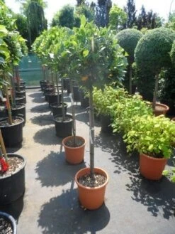 Echte Laurier Als Boom (Laurus Nobilis) -Tuinplanten Winkel laurus nobilis 100stam c25