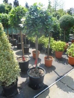 Echte Laurier Als Boom (Laurus Nobilis) -Tuinplanten Winkel laurus nobilis 100stam c35