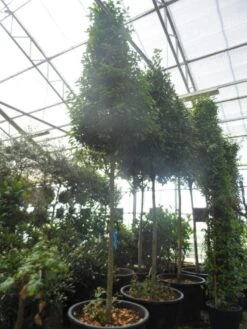 Echte Laurier Als Piramide (Laurus Nobilis) -Tuinplanten Winkel laurus nobilis 16 18 20ho c350 pyramide