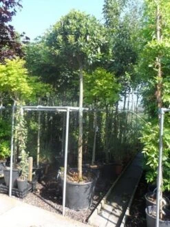 Echte Laurier Als Boom (Laurus Nobilis) -Tuinplanten Winkel laurus nobilis 16 18ho cont. bol