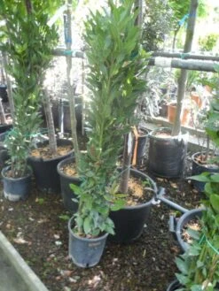 Echte Laurier Als Piramide (Laurus Nobilis) -Tuinplanten Winkel laurus nobilis 80 100 c5