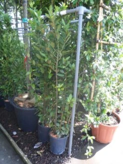 Echte Laurier (Laurus Nobilis) -Tuinplanten Winkel laurus nobilis c10 100 125 1