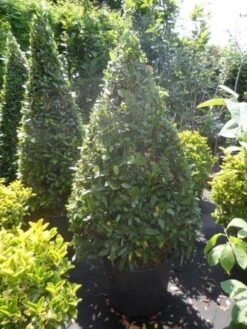 Echte Laurier Als Piramide (Laurus Nobilis) -Tuinplanten Winkel laurus nobilis kegel 150 175
