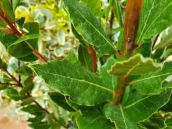 Echte Laurier (Laurus Nobilis) -Tuinplanten Winkel laurusnobilis laurier01