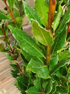 Echte Laurier (Laurus Nobilis) -Tuinplanten Winkel laurusnobilis laurier03