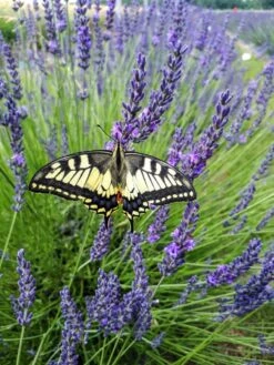 Lavendel (Lavandula Intermedia 'Phenomenal'') -Tuinplanten Winkel lavandula phenomenal papillo machaon