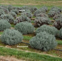 Lavendel (Lavandula Intermedia 'Phenomenal'') -Tuinplanten Winkel lavendelvergelijking