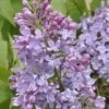 Sering (Syringa Vulgaris 'Lavender Lady') -Tuinplanten Winkel lavender lady