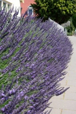 Tuinplanten Winkel -Tuinplanten Winkel lavendula phenomenal 11