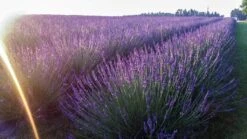 Lavendel (Lavandula Intermedia 'Phenomenal'') -Tuinplanten Winkel lavendula phenomenal 6