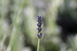 Tuinplanten Winkel -Tuinplanten Winkel lavendula richard gray 5
