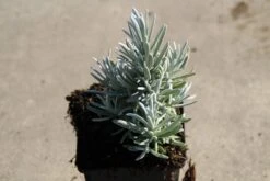 Lavendel (Lavandula 'Richard Gray') -Tuinplanten Winkel lavendula richard gray 7