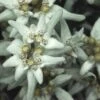 Edelweiss (Leontopodium Alpinum)