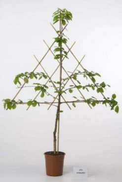 Lei-Kers (Prunus Cerasus 'Morel')