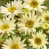 Herfstmagriet (Leucanthemum 'Banana Cream') -Tuinplanten Winkel leucanthemum banana cream