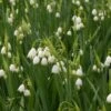 Zomerklokje (Leucojum Aestivum 'Gravetye Giant') 1 Zomerklokje (Leucojum Aestivum 'Gravetye Giant') -Tuinplanten Winkel leucojum aestivum ggiant 10