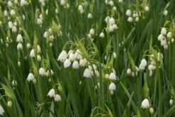 Zomerklokje (Leucojum Aestivum 'Gravetye Giant')
