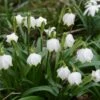 Lenteklokje (Leucojum Vernum) -Tuinplanten Winkel leucojum vernum.jpg