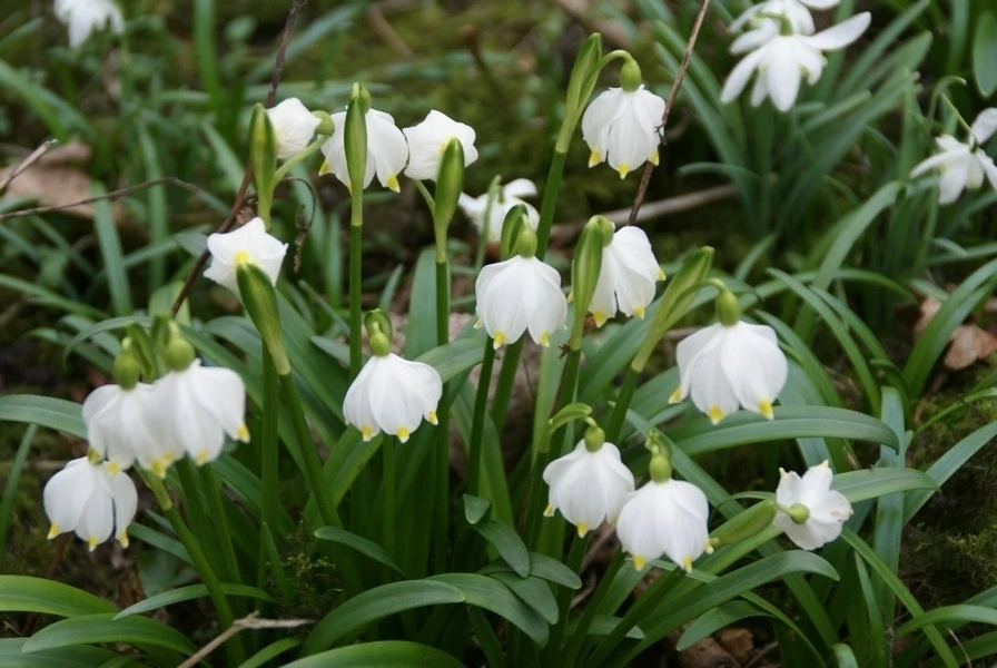 Lenteklokje (Leucojum Vernum) 3 Lenteklokje (Leucojum Vernum)