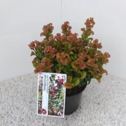 Druifheide (Leucothoe Axillaris ' Curly Red') 9 Druifheide (Leucothoe Axillaris ' Curly Red') -Tuinplanten Winkel leucothoe axillaris curly red pbr