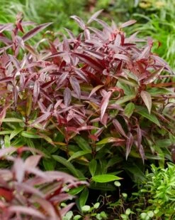 Druifheide (Leucothoe Keiskei 'Burning Love') 8 Druifheide (Leucothoe Keiskei 'Burning Love') -Tuinplanten Winkel leucothoe burning love 3