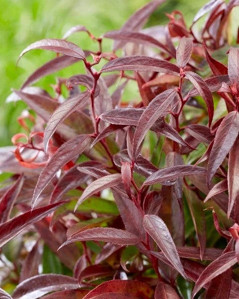 Druifheide (Leucothoe Keiskei 'Burning Love') 4 Druifheide (Leucothoe Keiskei 'Burning Love') - Afbeelding 2