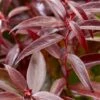 Druifheide (Leucothoe Keiskei 'Burning Love') -Tuinplanten Winkel leucothoe burning love 6