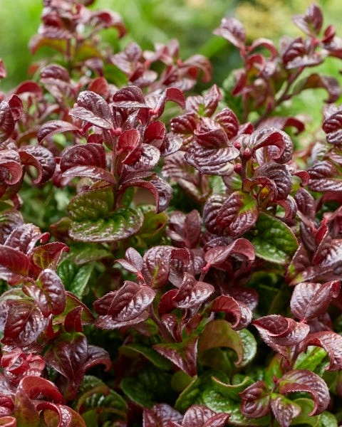 Druifheide (Leucothoe Axillaris ' Curly Red') 4 Druifheide (Leucothoe Axillaris ' Curly Red') - Afbeelding 2