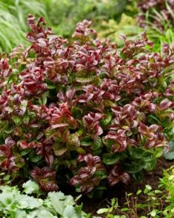 Druifheide (Leucothoe Axillaris ' Curly Red') 8 Druifheide (Leucothoe Axillaris ' Curly Red') -Tuinplanten Winkel leucothoe curly red 6