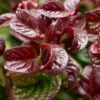 Druifheide (Leucothoe Axillaris ' Curly Red') -Tuinplanten Winkel leucothoe curly red 8