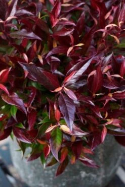 Druifheide (Leucothoe Axillaris Red Lips®) -Tuinplanten Winkel leucothoe red lips 02