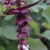 Fazantenbes (Leycesteria Formosa 'Purple Rain') 2 Fazantenbes (Leycesteria Formosa 'Purple Rain') -Tuinplanten Winkel leycesteria formosa purple rain