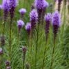 Liatris (Liatris Spicata) - Bloembol