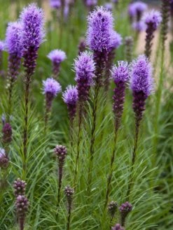 Liatris (Liatris Spicata) - Bloembol